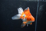 Ryukin Long Tail Red White 5 Inch (ID#1217Ry7b-5) Free2Day SHIPPING