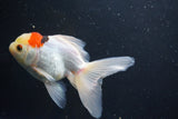 Thai Oranda  Tricolor 5 Inch (ID#1004To2b-107) Free2Day SHIPPING