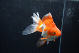 Ryukin Long Tail Red White 5 Inch (ID#1217Ry7b-5) Free2Day SHIPPING