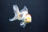 Thai Oranda  Tricolor 5 Inch (ID#1004To2b-107) Free2Day SHIPPING