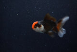 Baby Thai Oranda  Tricolor 3 Inch (ID#1129ToPTA-21) Free2Day SHIPPING