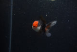 Baby Thai Oranda  Tricolor 3 Inch (ID#1129ToPTA-21) Free2Day SHIPPING