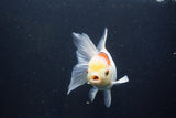 Thai Oranda  Tricolor 5 Inch (ID#1004To2b-107) Free2Day SHIPPING