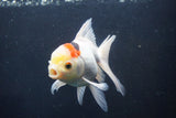 Thai Oranda  Tricolor 5 Inch (ID#1004To2b-107) Free2Day SHIPPING