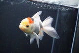 Thai Oranda  Tricolor 5 Inch (ID#1004To2b-107) Free2Day SHIPPING