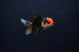 Baby Thai Oranda  Tricolor 3 Inch (ID#1129ToPTA-21) Free2Day SHIPPING