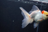 Thai Oranda  Tricolor 5 Inch (ID#1004To2b-107) Free2Day SHIPPING