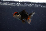 Baby Thai Oranda  Tricolor 3 Inch (ID#1129ToPTA-21) Free2Day SHIPPING