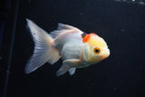 Thai Oranda  Tricolor 5 Inch (ID#1004To2b-107) Free2Day SHIPPING