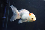 Thai Oranda  Tricolor 5 Inch (ID#1004To2b-107) Free2Day SHIPPING