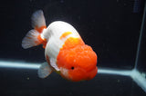 Jumbo Lionchu  Red White 5 Inch (ID#404R12a-78)