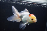 Thai Oranda  Tricolor 5 Inch (ID#1004To2b-107) Free2Day SHIPPING