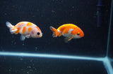 2Pack Ranchu   2.5 Inch (ID#304RPTD-7) Free2Day SHIPPING