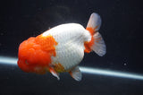 Jumbo Lionchu  Red White 5 Inch (ID#404R12a-78)
