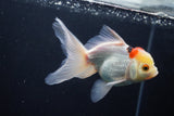 Thai Oranda  Tricolor 5 Inch (ID#1004To2b-107) Free2Day SHIPPING