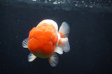 Jumbo Lionchu  Red White 5 Inch (ID#404R12a-78)