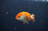 2Pack Ranchu   2.5 Inch (ID#304RPTD-7) Free2Day SHIPPING