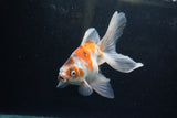 Ryukin Long Tail Calico 5.5 Inch (ID#1217Ry7b-6) Free2Day SHIPPING