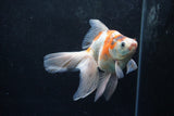 Ryukin Long Tail Calico 5.5 Inch (ID#1217Ry7b-6) Free2Day SHIPPING