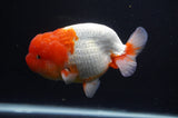 Jumbo Lionchu  Red White 5 Inch (ID#404R12a-78)