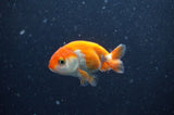 2Pack Ranchu   2.5 Inch (ID#304RPTD-7) Free2Day SHIPPING