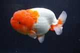 Jumbo Lionchu  Red White 5 Inch (ID#404R12a-78)