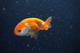 2Pack Ranchu   2.5 Inch (ID#304RPTD-7) Free2Day SHIPPING