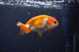 2Pack Ranchu   2.5 Inch (ID#304RPTD-7) Free2Day SHIPPING