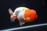 Jumbo Lionchu  Red White 5 Inch (ID#404R12a-78)
