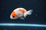 2Pack Ranchu   2.5 Inch (ID#304RPTD-7) Free2Day SHIPPING