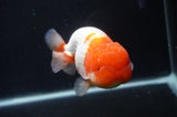 Jumbo Lionchu  Red White 5 Inch (ID#404R12a-78)