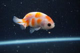 2Pack Ranchu   2.5 Inch (ID#304RPTD-7) Free2Day SHIPPING