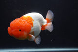 Jumbo Lionchu  Red White 5 Inch (ID#404R12a-78)