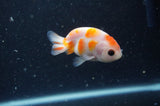 2Pack Ranchu   2.5 Inch (ID#304RPTD-7) Free2Day SHIPPING