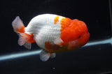 Jumbo Lionchu  Red White 5 Inch (ID#404R12a-78)