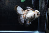 Thai Oranda  Panda 5 Inch (ID#1213To6b-85)