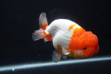 Jumbo Lionchu  Red White 5 Inch (ID#404R12a-78)