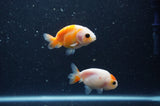 2Pack Ranchu   2.5 Inch (ID#304RPTD-8) Free2Day SHIPPING