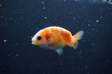 2Pack Ranchu   2.5 Inch (ID#304RPTD-8) Free2Day SHIPPING
