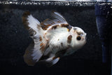 Thai Oranda  Panda 5 Inch (ID#1213To6b-85)