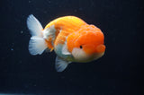 Jumbo Lionchu  Red White 4.5 Inch (ID#404R12a-79)