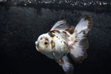 Thai Oranda  Panda 5 Inch (ID#1213To6b-85)