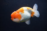 Jumbo Lionchu  Red White 4.5 Inch (ID#404R12a-79)