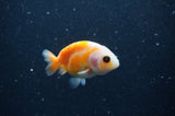 2Pack Ranchu   2.5 Inch (ID#304RPTD-8) Free2Day SHIPPING
