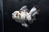 Thai Oranda  Panda 5 Inch (ID#1213To6b-85)