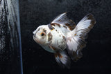 Thai Oranda  Panda 5 Inch (ID#1213To6b-85)