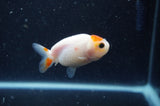 2Pack Ranchu   2.5 Inch (ID#304RPTD-8) Free2Day SHIPPING