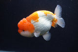 Jumbo Lionchu  Red White 4.5 Inch (ID#404R12a-79)