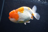 Jumbo Lionchu  Red White 4.5 Inch (ID#404R12a-79)