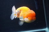 Jumbo Lionchu  Red White 4.5 Inch (ID#404R12a-79)